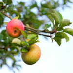 Close up of two apples on a fruit tree in the evening